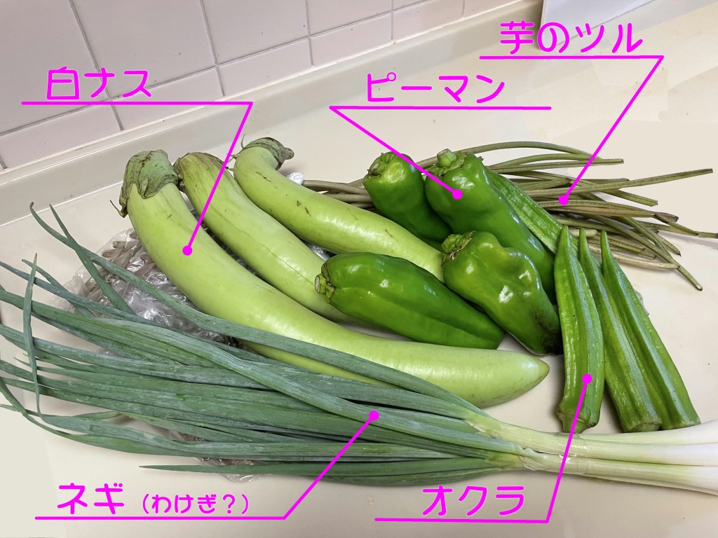 朝市で買った新鮮野菜！